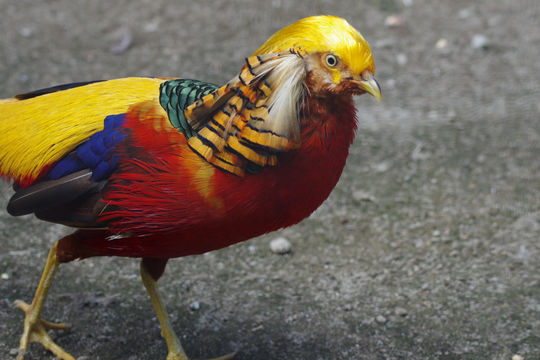 El Nispero Zoo