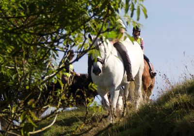 Blackstone Clydesdales & DIG-a-Day Experience