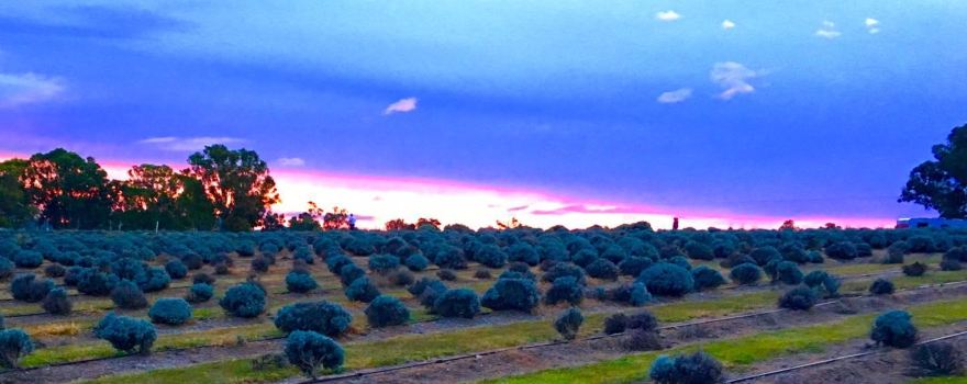 Aloomba Lavender Farm