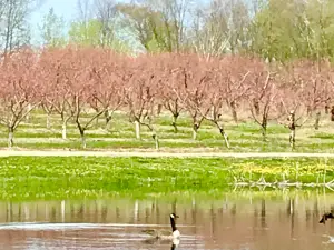 Overhiser Orchards