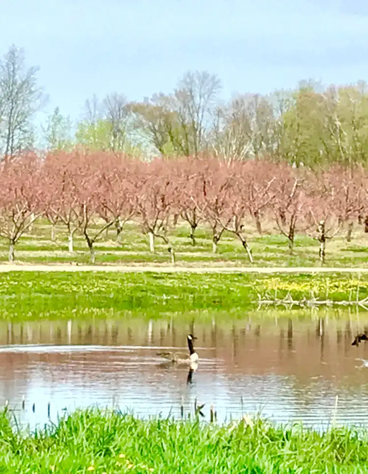 Hotels in Casco Township