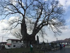 東根の大ケヤキ