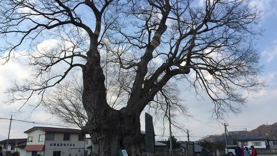 Large Zelkova of Higashine