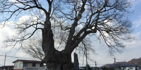 Large Zelkova of Higashine