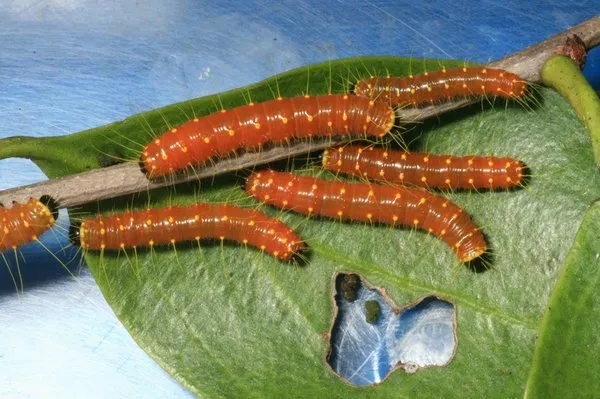 2_曼谷蝴蝶和昆蟲館