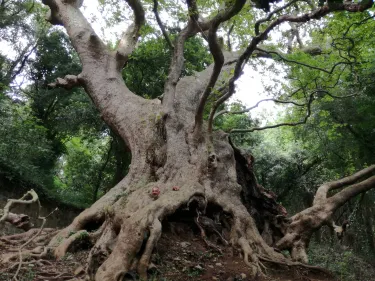Il Gigante di Curinga