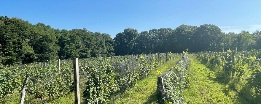 Diamond Hill Vineyards