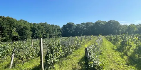 Diamond Hill Vineyards