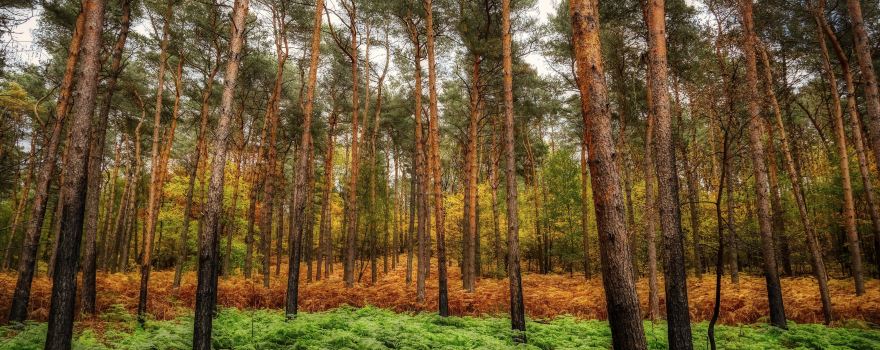 Teverener Heide