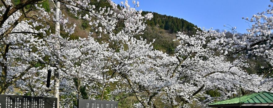 Shogawa Aqua Memorial Park
