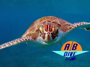 AB-Dive