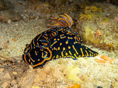 Eco Dive School Cabo Verde
