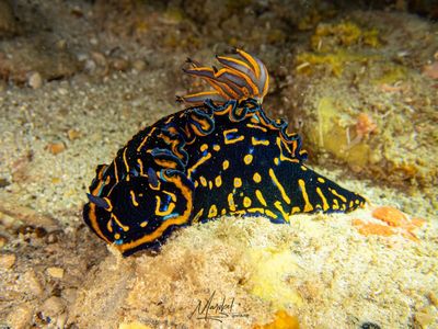 Eco Dive School Cabo Verde