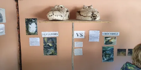 Chobe Crocodile Farm