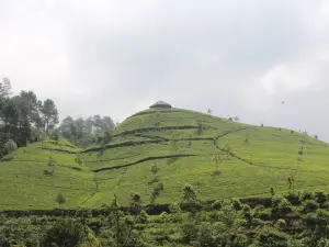 Kebun Teh Cipasung Lemahsugih