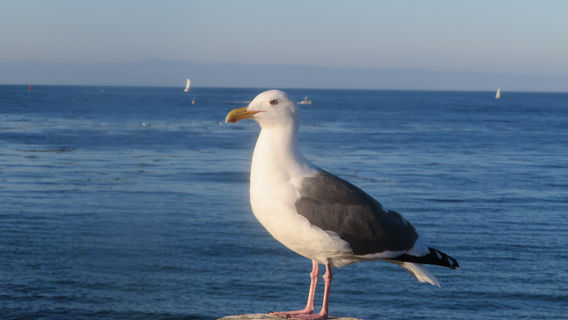San Carlos Beach