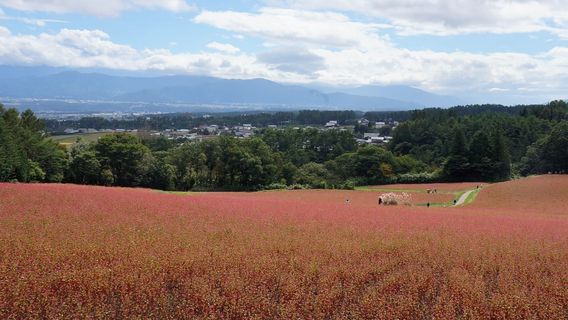 Akasoba no Sato (Red Buckwheat Field)