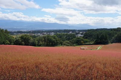 Akasoba no Sato (Red Buckwheat Field)