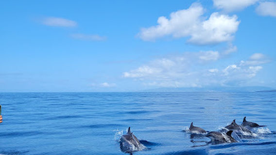 Bela vista whale & Dolphin watching