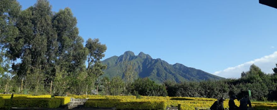 Parc National des Volcans