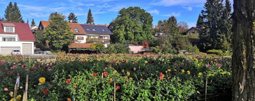 Svens Kleine Dahlienschau