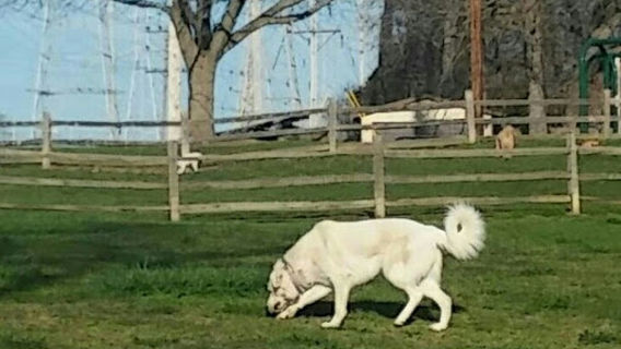 Callahan-Franklin Dog Exercise Area