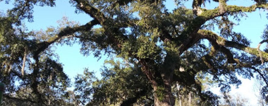 Bayou Lacombe Park