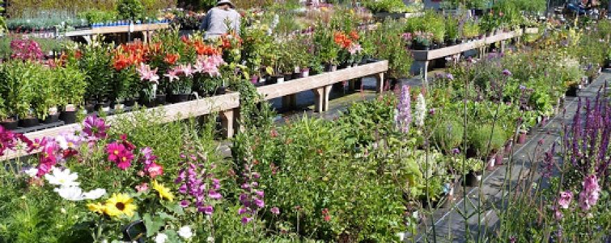 Katie's Garden
