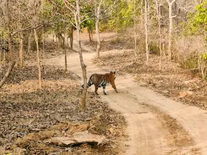 Kanha National park safari booking