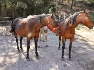 Granja Natura
