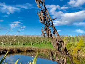 Flaxmore Vineyards