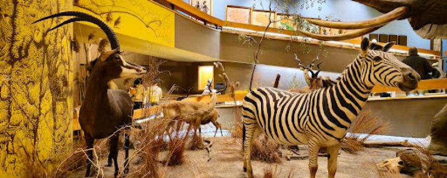 Springfield Museums