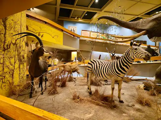 Springfield Museums