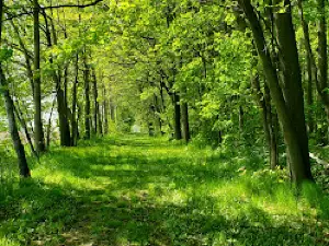 Camping Quebecois