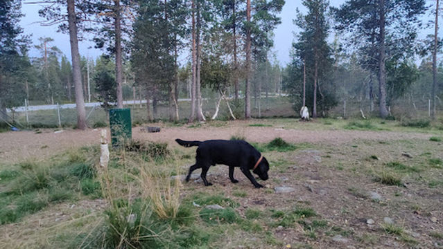 Saariselkä Dog Park