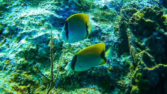 Las Galeras Divers
