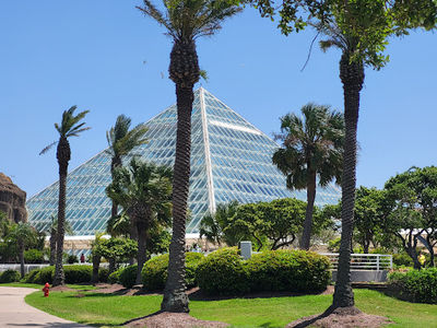 Rainforest Pyramid