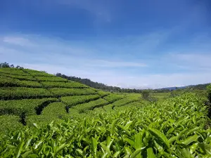 Kebun teh RANCABALI