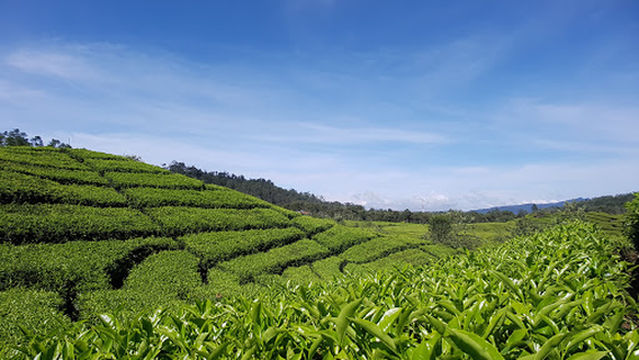 Perkebunan Teh RANCABALI