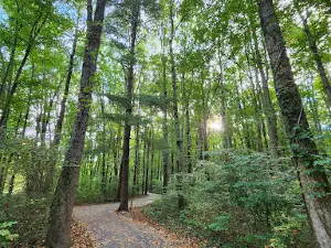 Brum Woods