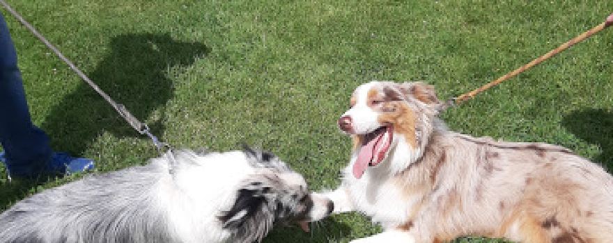 Ecole Canine Sportive de Messei