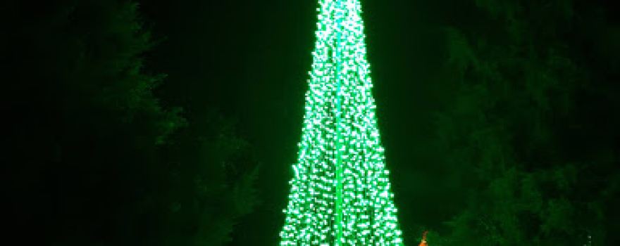 Christmas in Cotton Plant