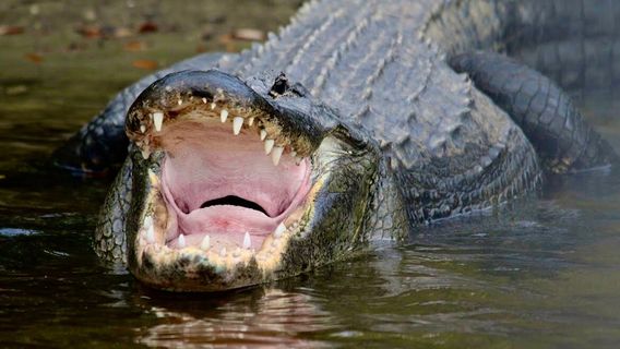 Manatee Sightseeing and Wildlife Adventures