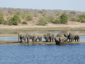 Chobe River Boat Cruises