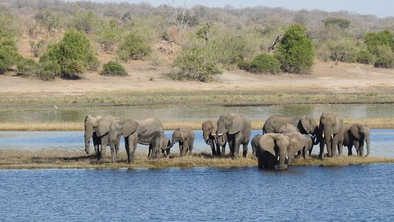 Chobe River Boat Cruises