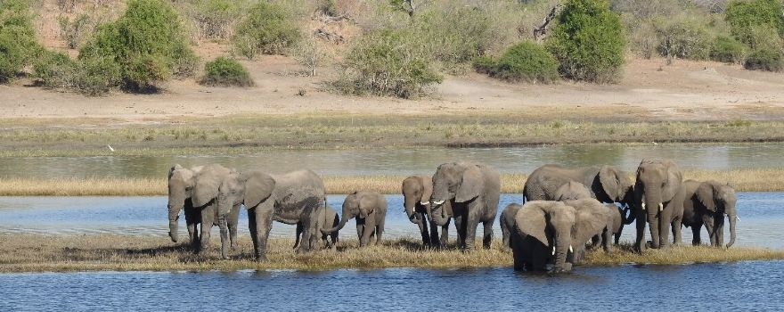Chobe River Boat Cruises