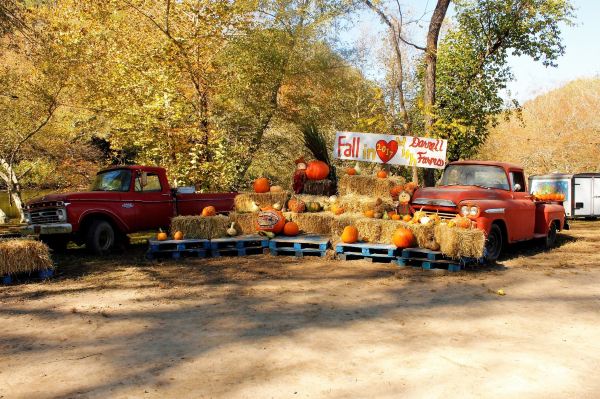Darnell Farms