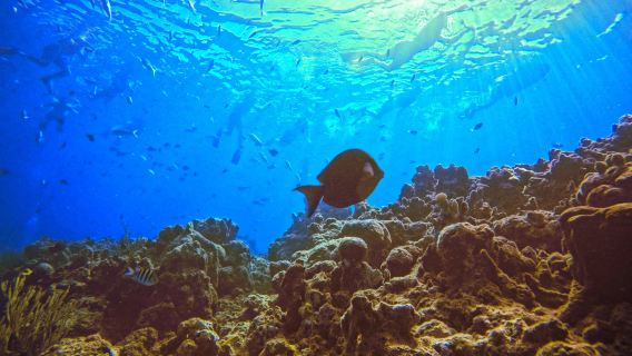 Dive Cabarete