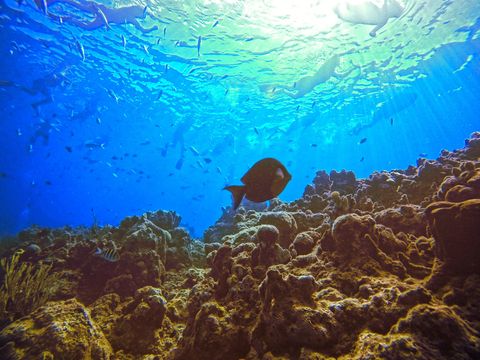 Dive Cabarete