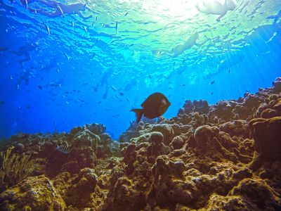 Dive Cabarete